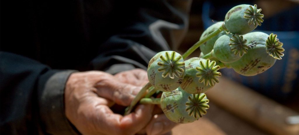 Opium crop output registers an UpTick in Afghanistan