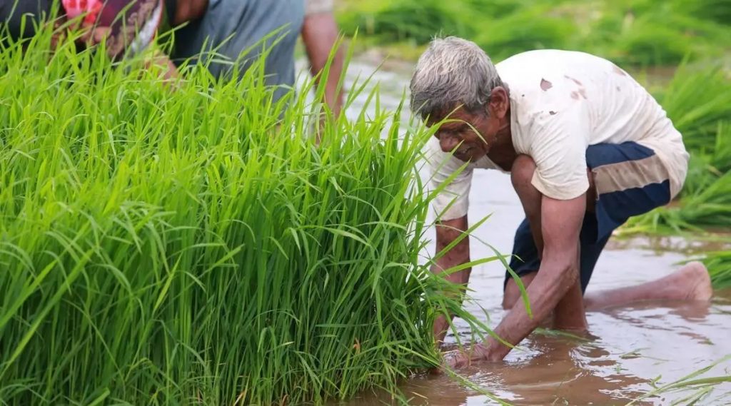 MSP for 14 crops raised in one go