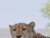 India’s Cheetah population goes up to 52 https://newsgate.press/
