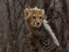 India’s Cheetah population goes up to 52 https://newsgate.press/