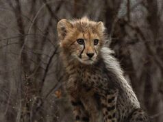 India’s Cheetah population goes up to 52 https://newsgate.press/
