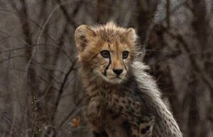 India’s Cheetah population goes up to 52 https://newsgate.press/