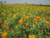 Cabinet raises MSP for all Rabi crops https://newsgate.press/