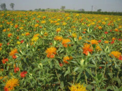 Cabinet raises MSP for all Rabi crops https://newsgate.press/