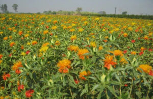 Cabinet raises MSP for all Rabi crops https://newsgate.press/