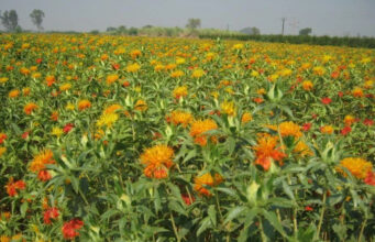 Cabinet raises MSP for all Rabi crops https://newsgate.press/