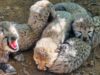 Indian-Born Cheetah Gives Birth to Five Healthy Cubs at Kuno National Park https://newsgate.press/