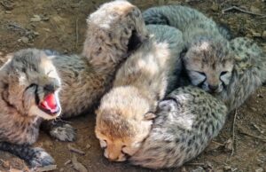 Indian-Born Cheetah Gives Birth to Five Healthy Cubs at Kuno National Park https://newsgate.press/