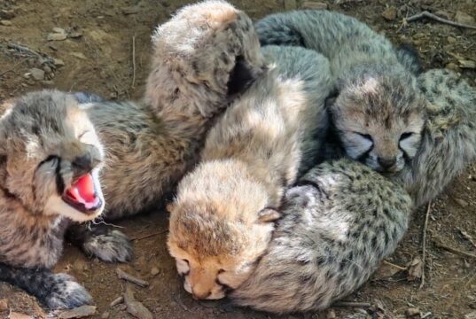Indian-Born Cheetah Gives Birth to Five Healthy Cubs at Kuno National Park https://newsgate.press/