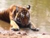 Tigress Reintroduced to Buxa Tiger Reserve Under Recovery Programme