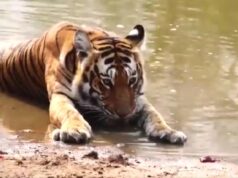 Tigress Reintroduced to Buxa Tiger Reserve Under Recovery Programme
