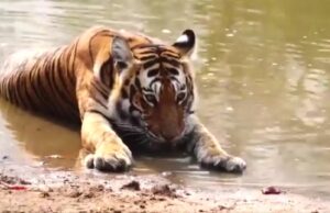 Tigress Reintroduced to Buxa Tiger Reserve Under Recovery Programme