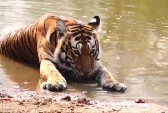 Tigress Reintroduced to Buxa Tiger Reserve Under Recovery Programme